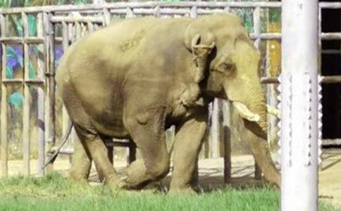 三年级大象作文锦集五篇