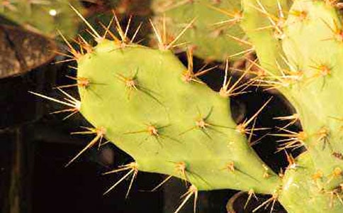 有关仙人掌观察日记(3篇)