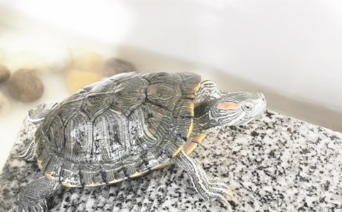 想飞的乌龟教案14篇