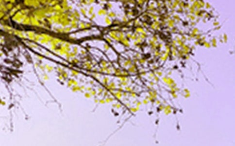 【精华】写的景色的作文八篇