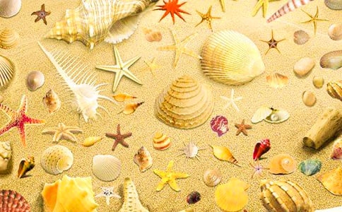 捡贝壳作文300字(优秀)