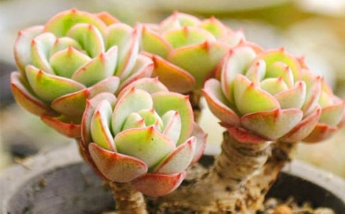 多肉的观察日记(15篇)