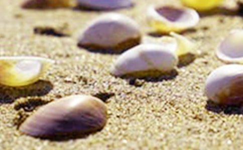 （优选）贝壳作文300字10篇