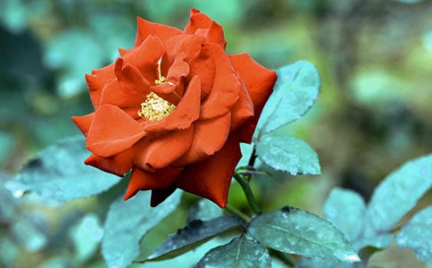 月季花观察日记汇编11篇