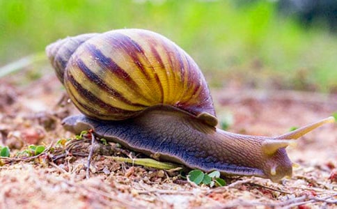 【实用】小学生蜗牛的作文4篇