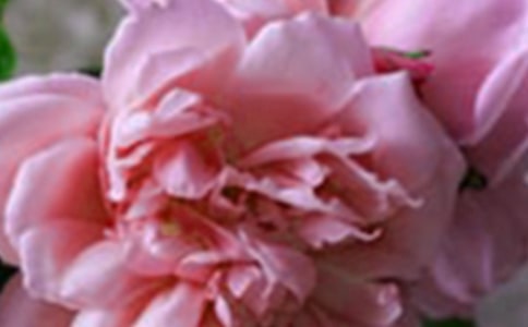 秋天的花朵作文7篇