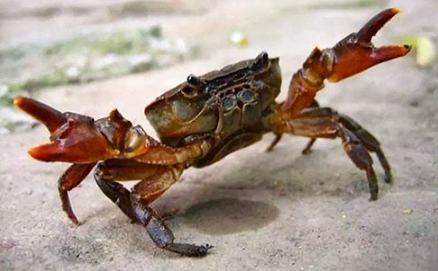 螃蟹观察日记(集合12篇)