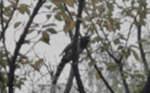 小鸟的作文(必备3篇)