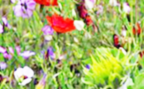 描写田野的作文必备4篇