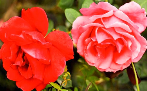 月季花观察日记(14篇)