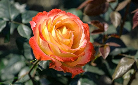 月季花观察日记集锦11篇