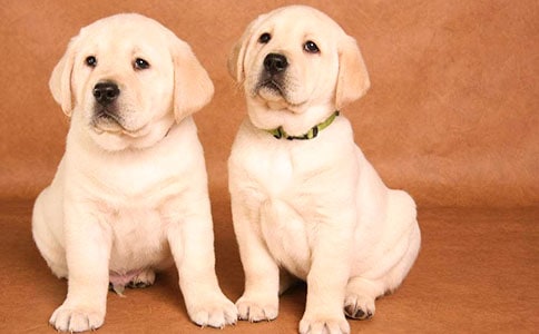 【必备】小狗作文300字汇总7篇