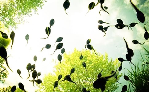 托班美术教案《小蝌蚪》