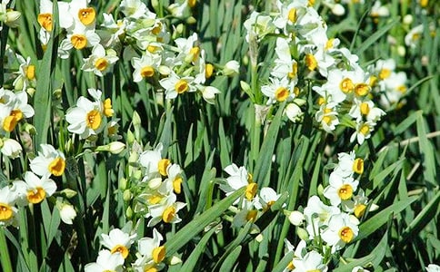 有关水仙花观察日记合集十篇