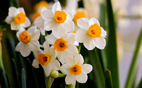 关于水仙花观察日记模板锦集五篇