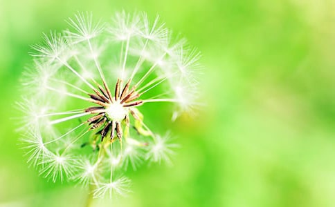 蒲公英作文【共5篇】