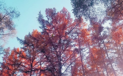 秋日私语的作文600字六篇