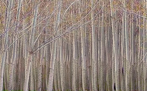 白杨树的作文300字实用[4篇]