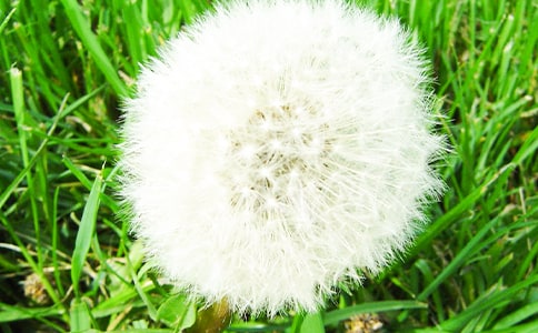 蒲公英的作文优选[7篇]