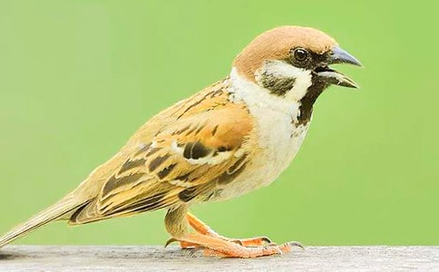 三年级麻雀作文锦集10篇