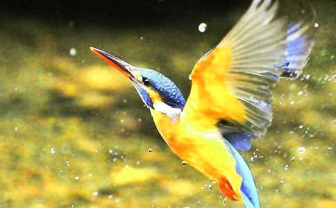 语文《翠鸟》教案