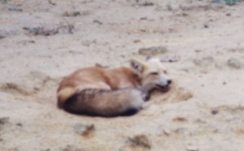 实用的狐狸开店作文