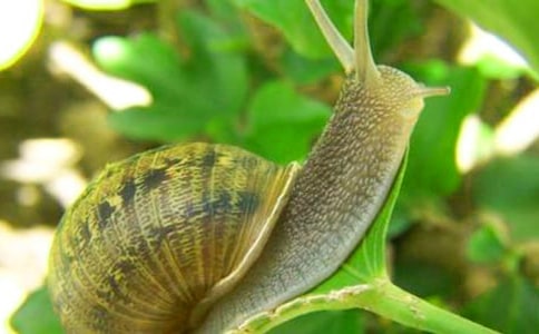 【热门】小学生蜗牛的作文四篇