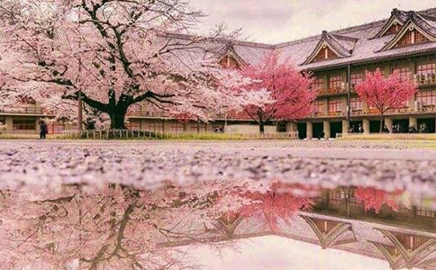 写樱花的作文[荐]