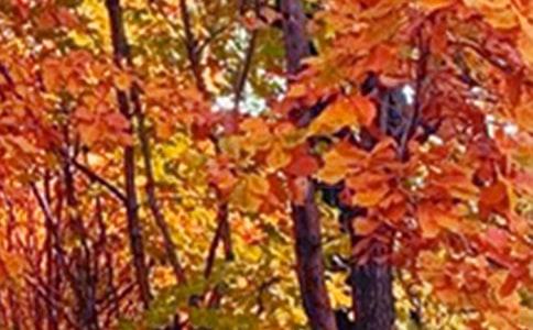 【实用】写的景色的作文300字4篇