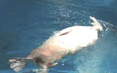 【荐】游海洋公园作文