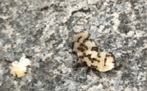 [经典]写蚂蚁的作文