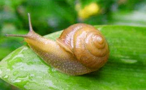 【精品】小学生蜗牛的作文9篇