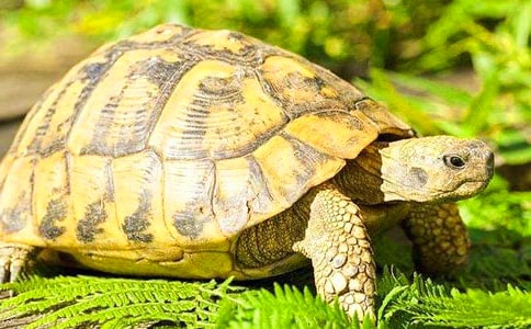 实用的可爱乌龟作文[通用]