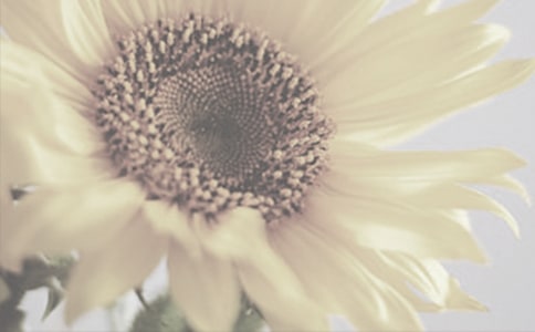 太阳花观察日记汇编5篇