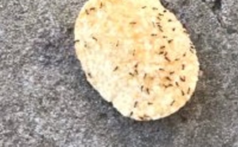 (通用)蚂蚁的作文4篇