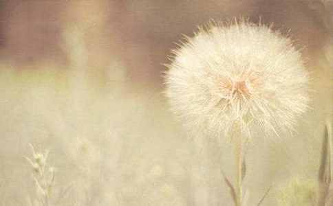 【优选】蒲公英的作文8篇