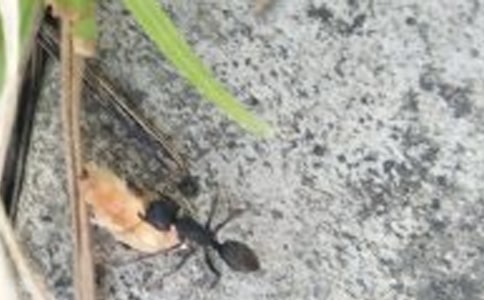 精选蚂蚁观察日记集合5篇