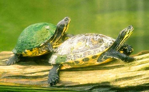 【荐】小乌龟的作文3篇