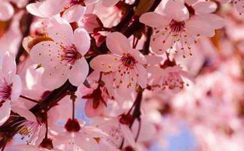 【精】樱花作文400字