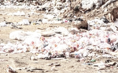 未来的垃圾桶作文实用（15篇）