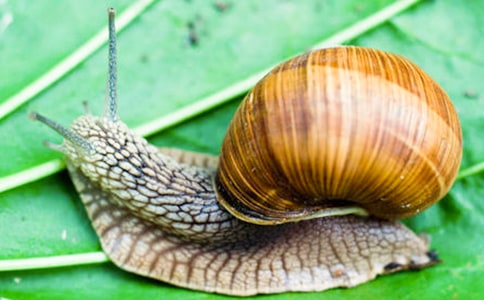 精选蜗牛小学生作文四篇