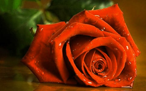 赠人玫瑰作文【精华6篇】