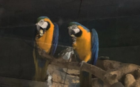 精选鹦鹉的作文600字（通用40篇）