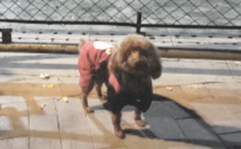 【推荐】观察小狗作文七篇