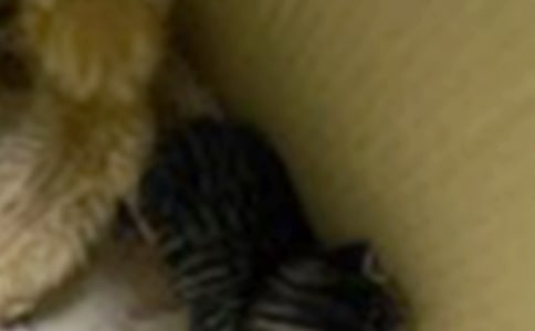 【精选】小猫的作文三篇