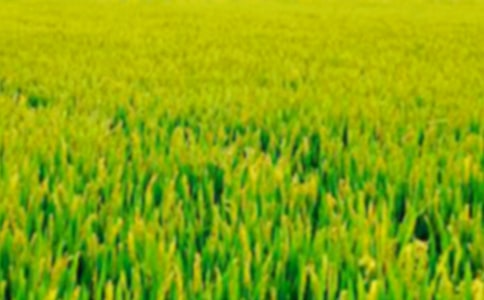 美丽的田野作文通用[4篇]