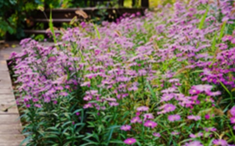 有关花园写景的作文300字集锦九篇