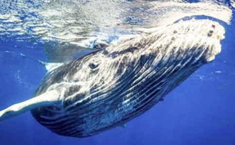 鲸鱼作文600字（精选34篇）