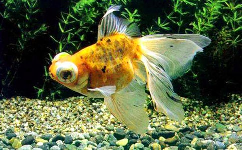 【精选】四年级金鱼作文汇总8篇