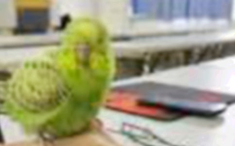 【精选】小鸟观察日记四篇